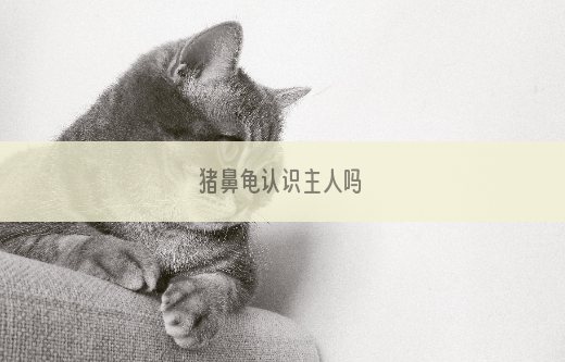 猪鼻龟认识主人吗