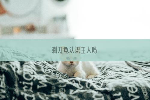 剃刀龟认识主人吗