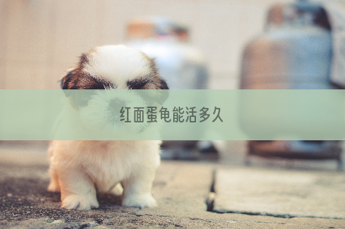 红面蛋龟能活多久