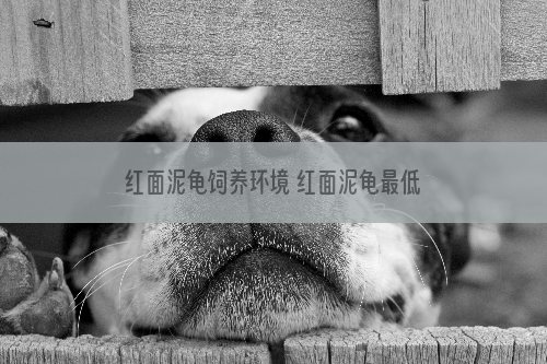 红面泥龟饲养环境 红面泥龟最低饲养温度
