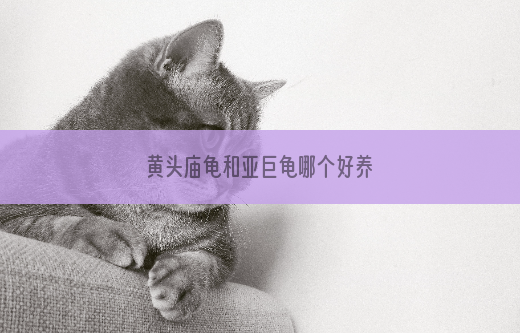 黄头庙龟和亚巨龟哪个好养