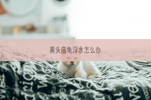 黄头庙龟浮水怎么办