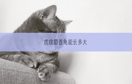 虎纹麝香龟能长多大