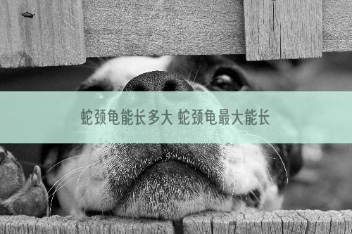 蛇颈龟能长多大 蛇颈龟最大能长多大