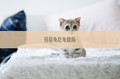 玛塔龟吃龟粮吗