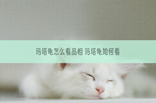 玛塔龟怎么看品相 玛塔龟如何看品相