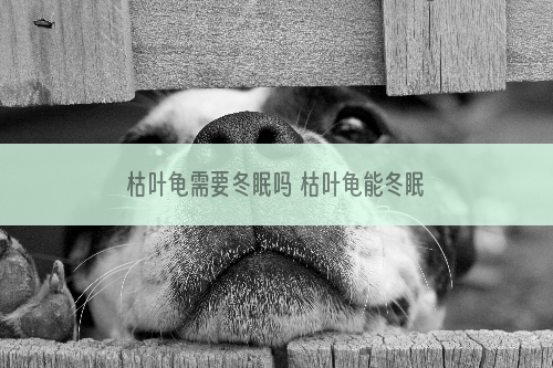 枯叶龟需要冬眠吗 枯叶龟能冬眠吗