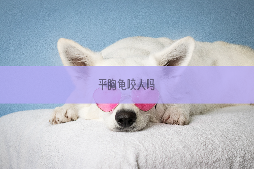 平胸龟咬人吗