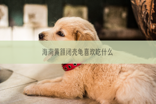 海南黄额闭壳龟喜欢吃什么