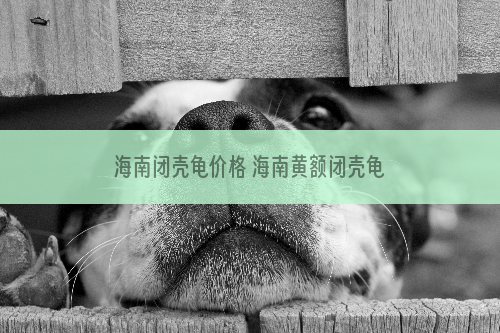 海南闭壳龟价格 海南黄额闭壳龟价格