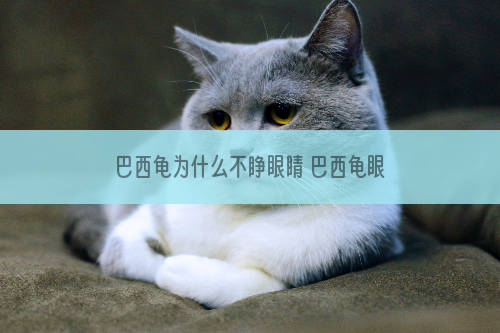 巴西龟为什么不睁眼睛 巴西龟眼睛睁不开怎么办