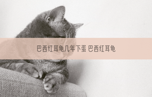 巴西红耳龟几年下蛋 巴西红耳龟多大下蛋