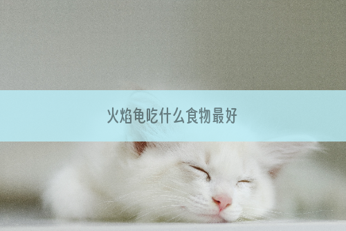 火焰龟吃什么食物最好