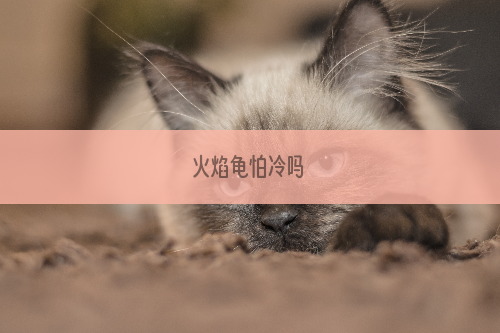 火焰龟怕冷吗