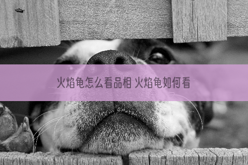 火焰龟怎么看品相 火焰龟如何看品相