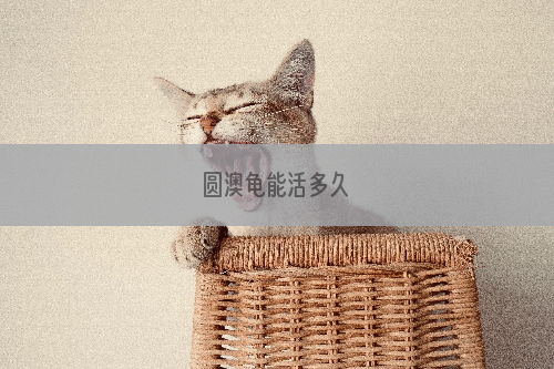 圆澳龟能活多久