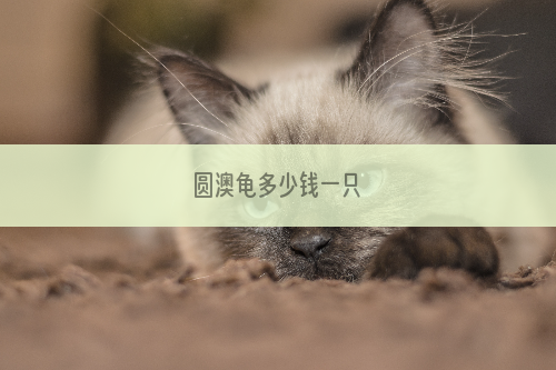 圆澳龟多少钱一只