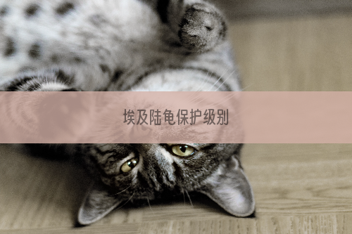 埃及陆龟保护级别