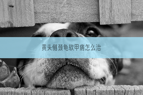 黄头侧颈龟软甲病怎么治