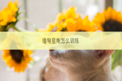缅甸星龟怎么训练