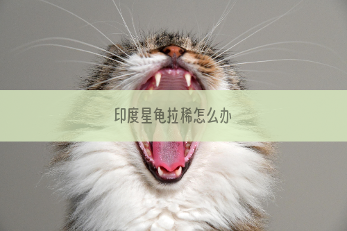 印度星龟拉稀怎么办