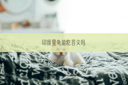 印度星龟能吃苕尖吗