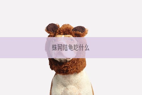蛛网陆龟吃什么