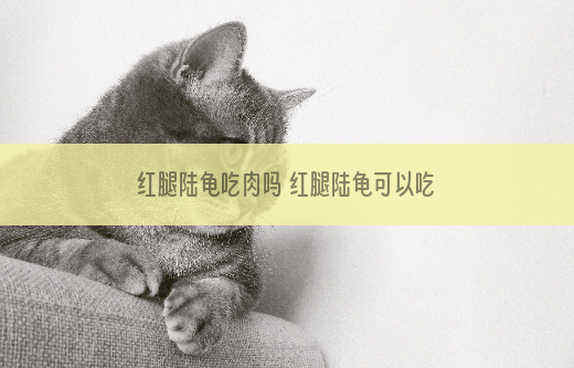 红腿陆龟吃肉吗 红腿陆龟可以吃肉吗