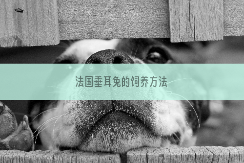 法国垂耳兔的饲养方法