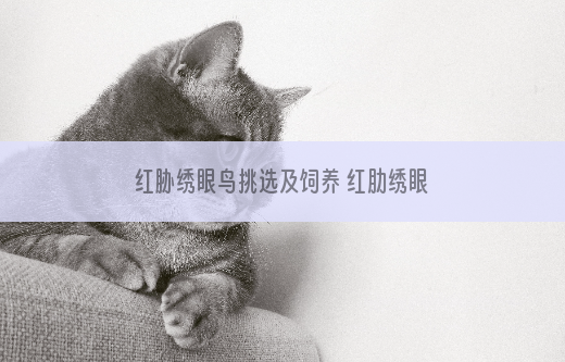 红胁绣眼鸟挑选及饲养 红肋绣眼鸟的挑选