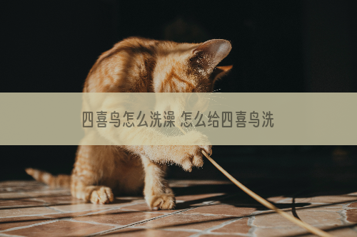四喜鸟怎么洗澡 怎么给四喜鸟洗澡