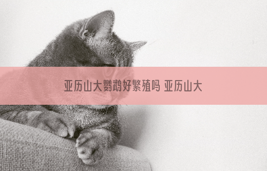 亚历山大鹦鹉好繁殖吗 亚历山大鹦鹉容易繁殖吗