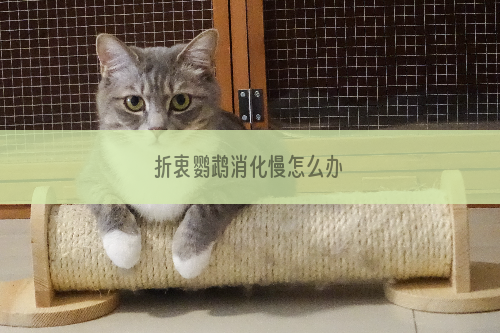折衷鹦鹉消化慢怎么办