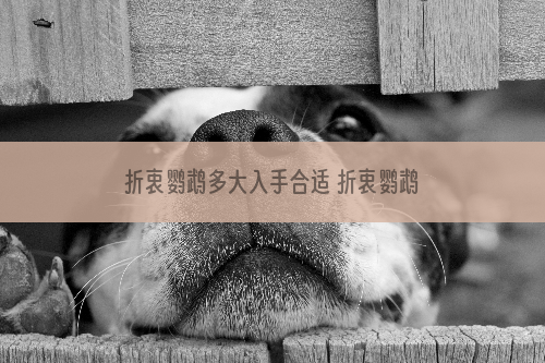 折衷鹦鹉多大入手合适 折衷鹦鹉多大养合适