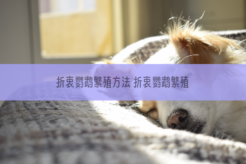 折衷鹦鹉繁殖方法 折衷鹦鹉繁殖