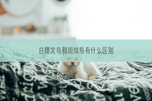 白腰文鸟和斑纹鸟有什么区别