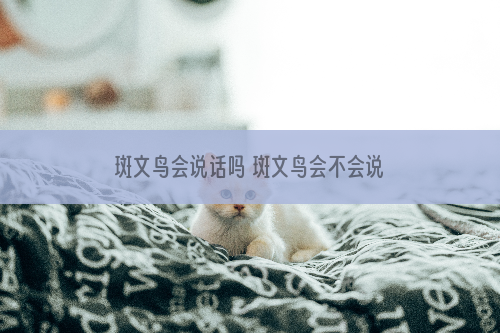 斑文鸟会说话吗 斑文鸟会不会说话