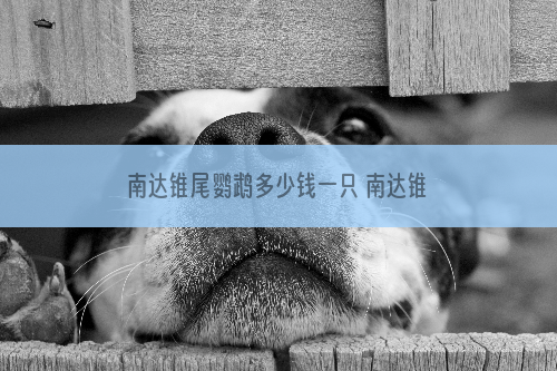 南达锥尾鹦鹉多少钱一只 南达锥尾鹦鹉多少钱