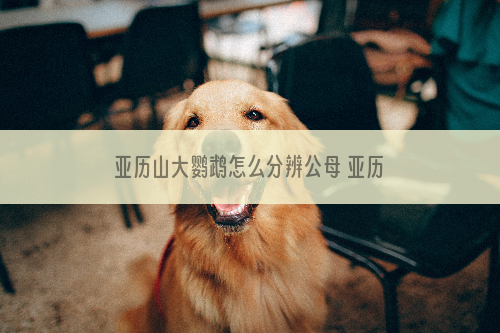 亚历山大鹦鹉怎么分辨公母 亚历山大鹦鹉怎么分公母