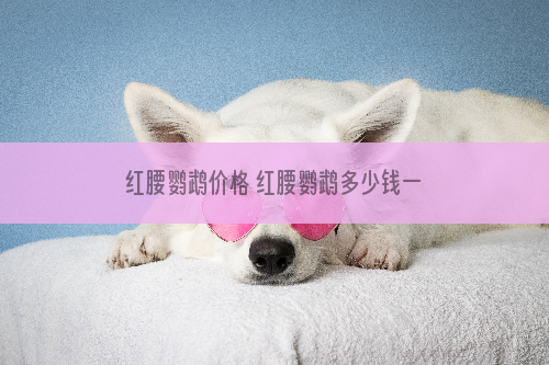 红腰鹦鹉价格 红腰鹦鹉多少钱一只