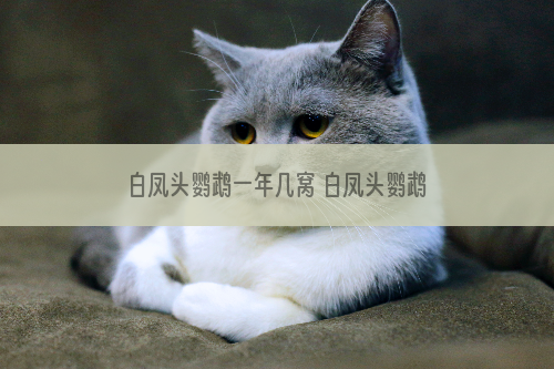 白凤头鹦鹉一年几窝 白凤头鹦鹉繁殖