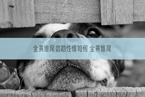 金黄锥尾鹦鹉性情如何 金黄锥尾鹦鹉的性情