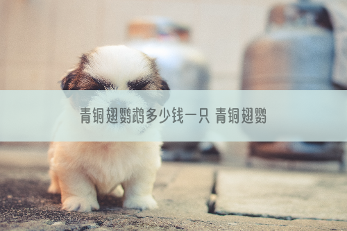 青铜翅鹦鹉多少钱一只 青铜翅鹦鹉价格