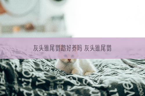 灰头锥尾鹦鹉好养吗 灰头锥尾鹦鹉怎么养
