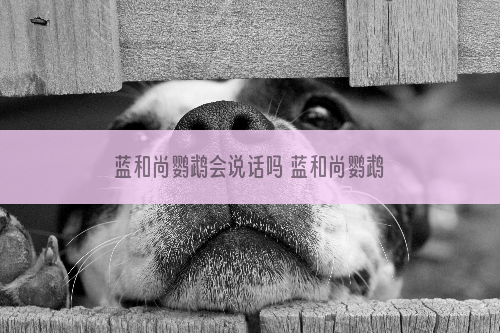 蓝和尚鹦鹉会说话吗 蓝和尚鹦鹉学语期