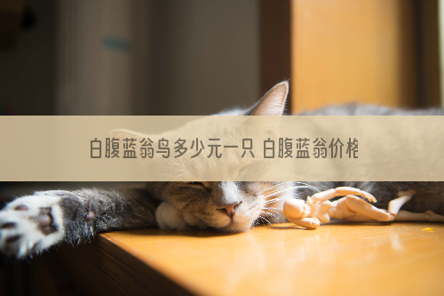 白腹蓝翁鸟多少元一只 白腹蓝翁价格