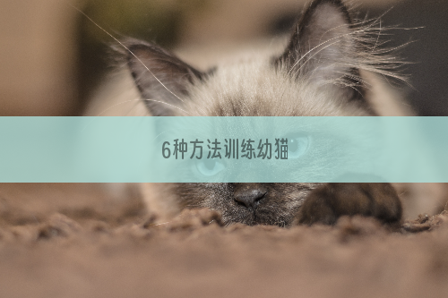6种方法训练幼猫