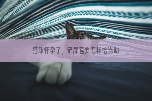 猫咪怀孕了，铲屎官要怎样恰当助攻？