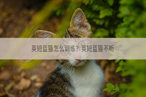 英短蓝猫怎么训练？英短蓝猫不听话该怎么办？