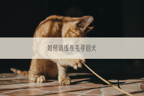 如何训练卷毛寻回犬